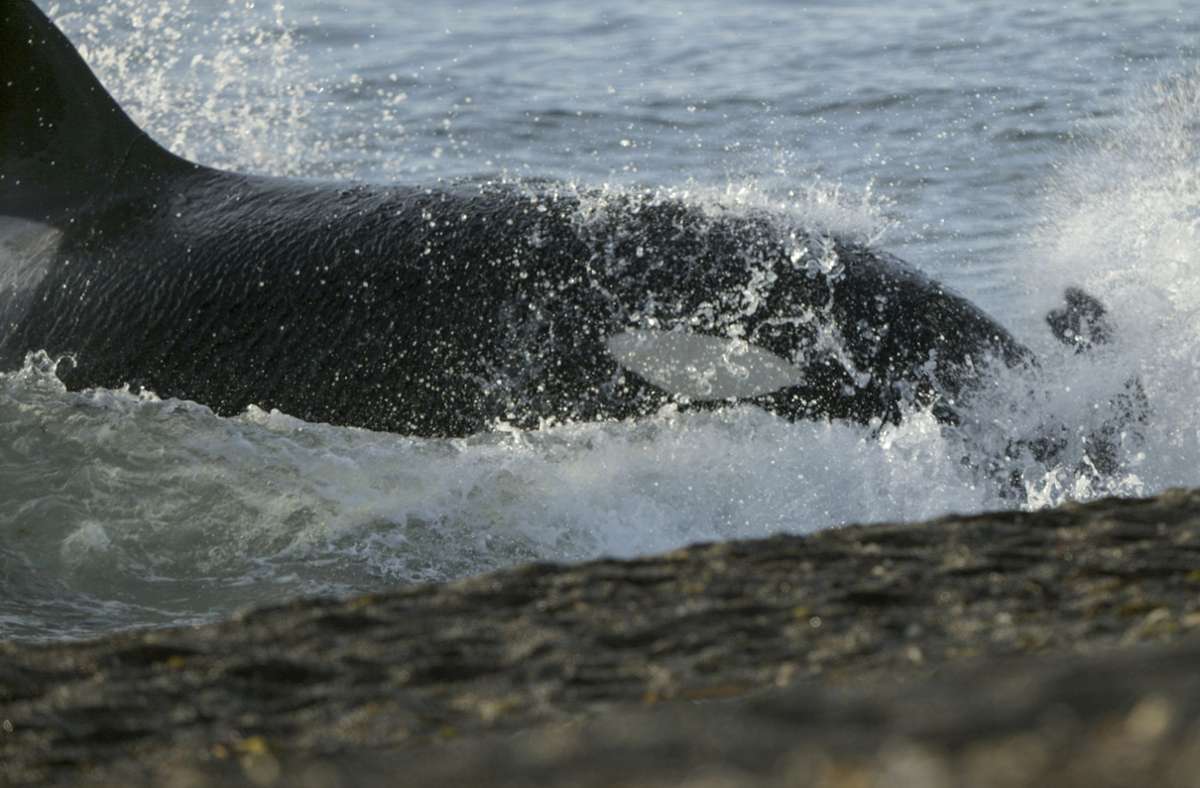 „Die geheimnisvolle Welt der Wale: Die Robben sind für Orcas nicht leicht zu erwischen – und die Gefahr ist groß, dass sie dabei stranden.