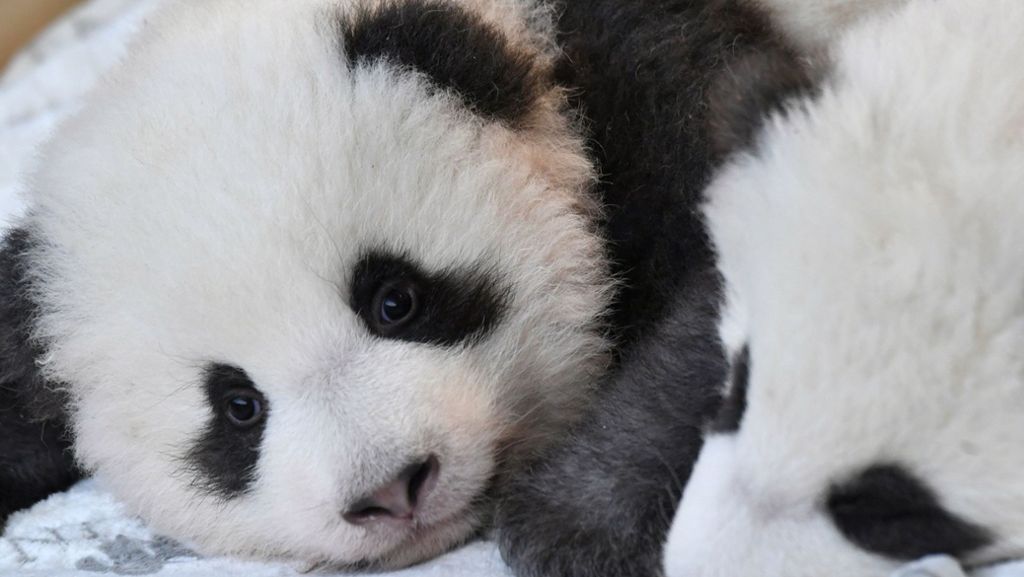  Vor 100 Tagen wurden im Berliner Zoo zwei Pandas geboren. Jetzt wurden die chinesischen Namen der beiden Jungtiere bekannt gegeben. 
