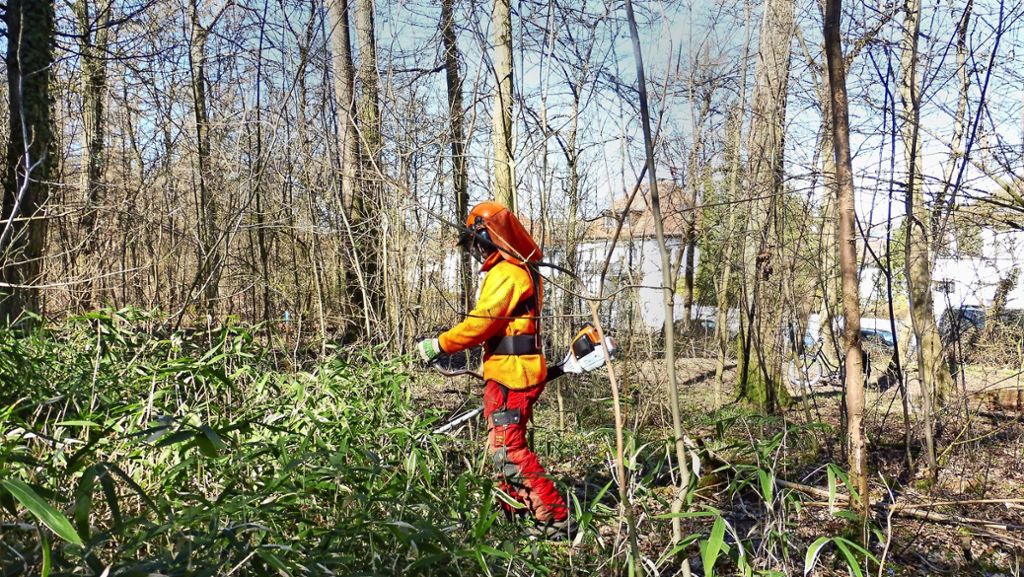 Exotische  Pflanzenarten in Stuttgart: Warum Bambus der Stadt großen Ärger macht