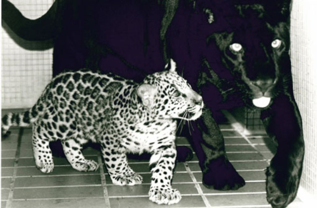 Schon mit vier Jahren wird Petra Mutter: Ihr 1994 geborener, gefleckter Sohn Poncio starb leider schon 1998 in Antwerpen. Grundsätzlich liegt die Lebenserwartung eines Jaguars mit über 20 Jahren im Zoo doppelt so hoch wie in der Wildnis.