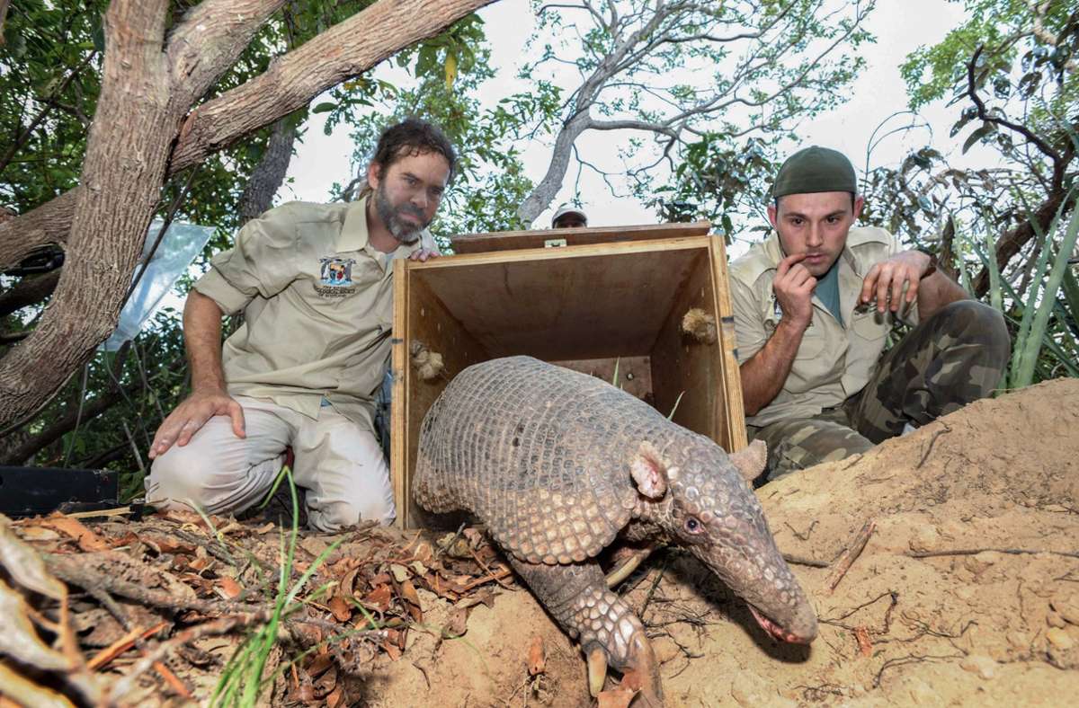 Artenschützer des Giant Armadillo Conservation Projects lassen ein Riesengürteltier aus der Transportbox.