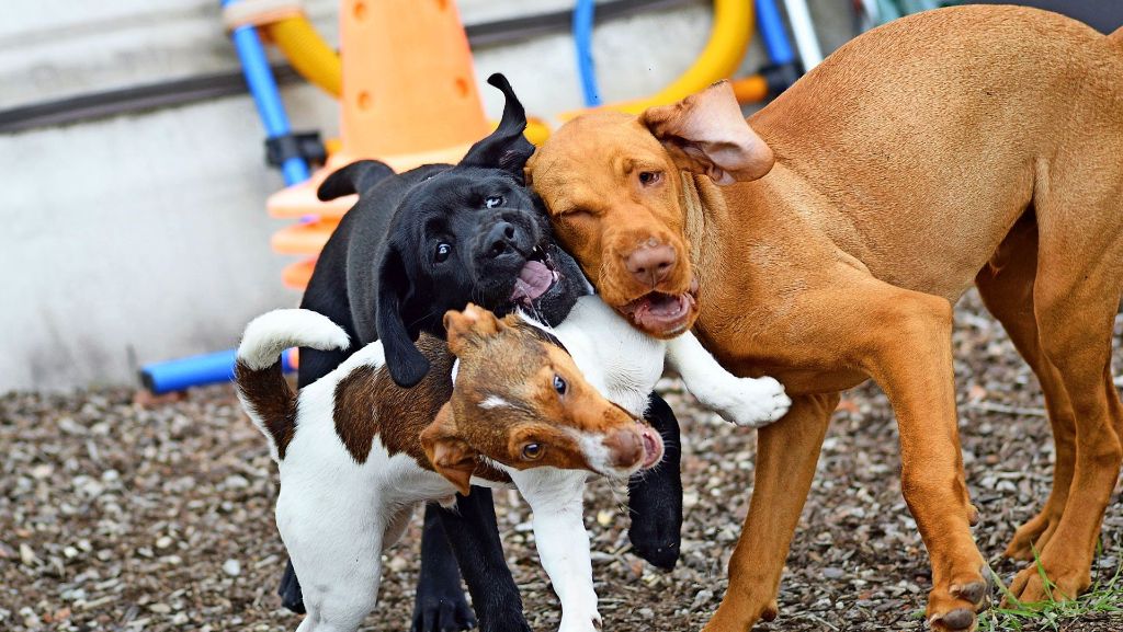 Kontrollen in Ostfildern: Illegal gehaltenen Hunden  auf der Spur