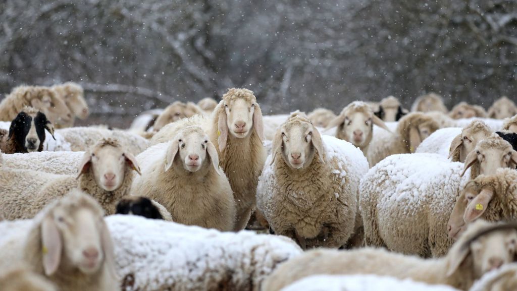 Kreis Reutlingen: Viehdieb stiehlt mindestens 30 Schafe – Schuppen als Schlachthaus