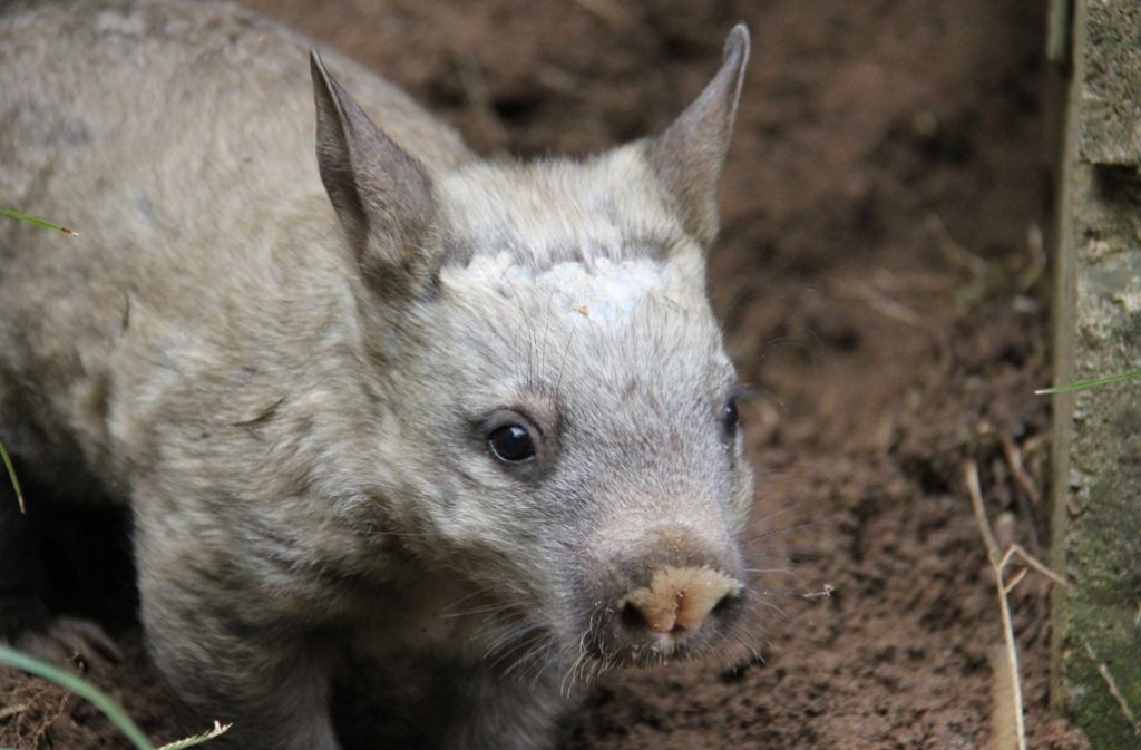 Diese Wombatart zählt in Australien zu den bedrohten Tierarten.