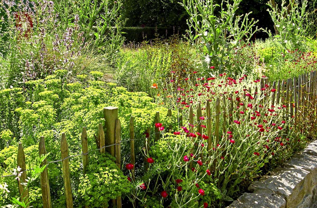 Beet mit Staketenzaun und Blüten: Insektenfreundlicher Garten und trockenheitsverträgliche Pflanzen (Trend 1 und 2).