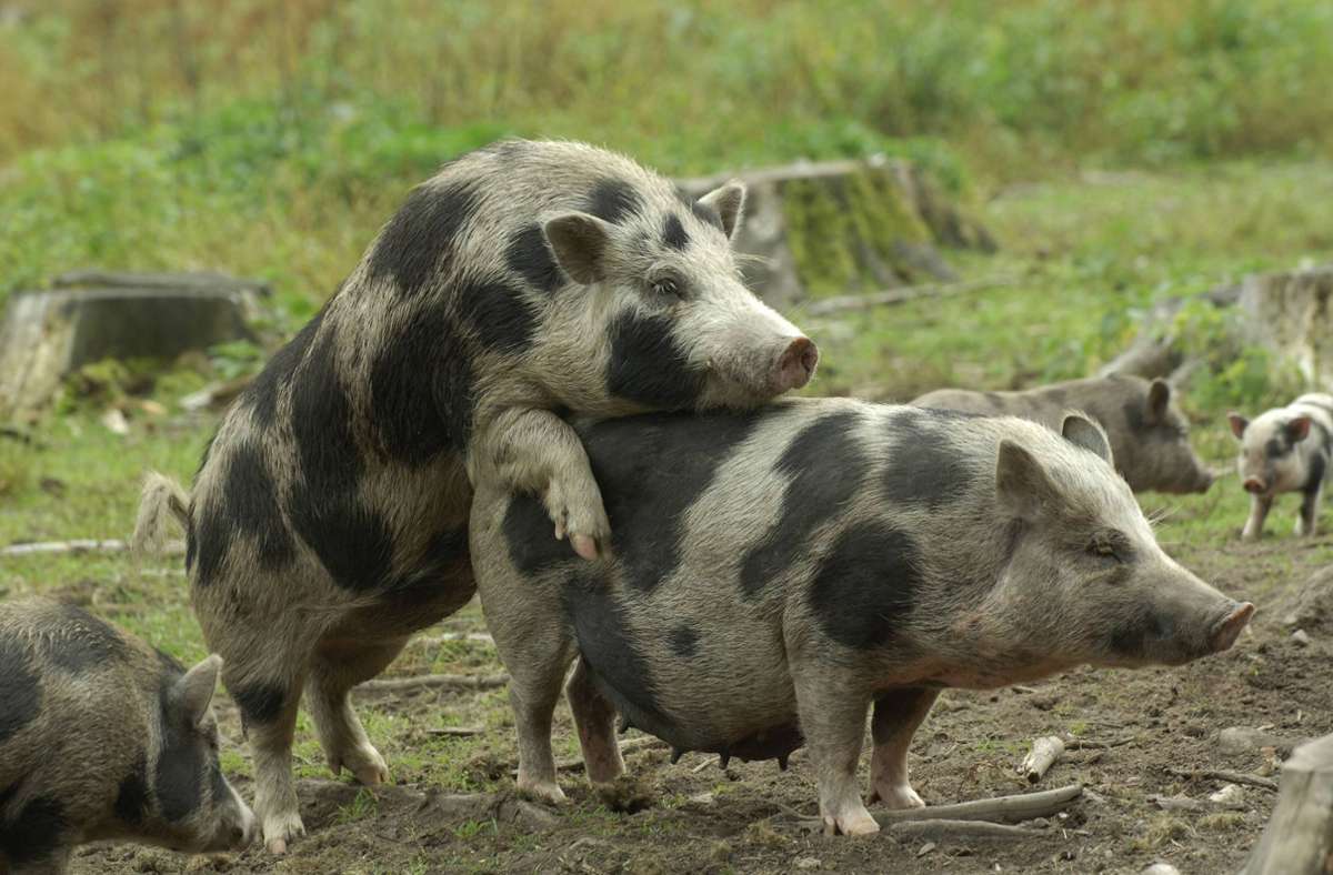 Zwei Hängebauchschweine bei der Paarung im Wildpark Poing bei München: Der Eber bietet ein für die Tierwelt durchaus ausgeprägtes Vorspiel.