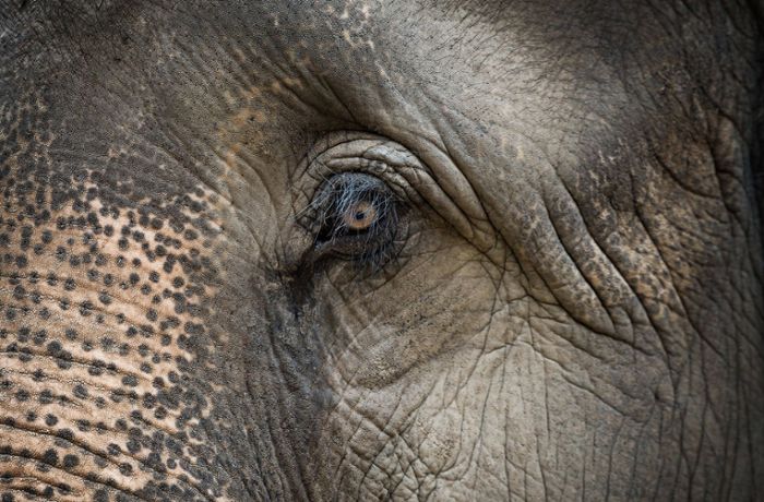 Elefant in Tiktok-Video misshandelt –  860 Euro Bußgeld