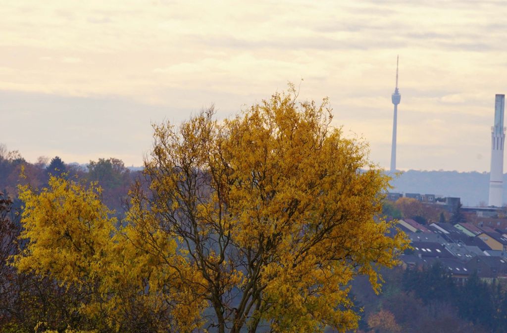 Der Fernsehturm ragt hinter den Herbstblättern in die Höhe.