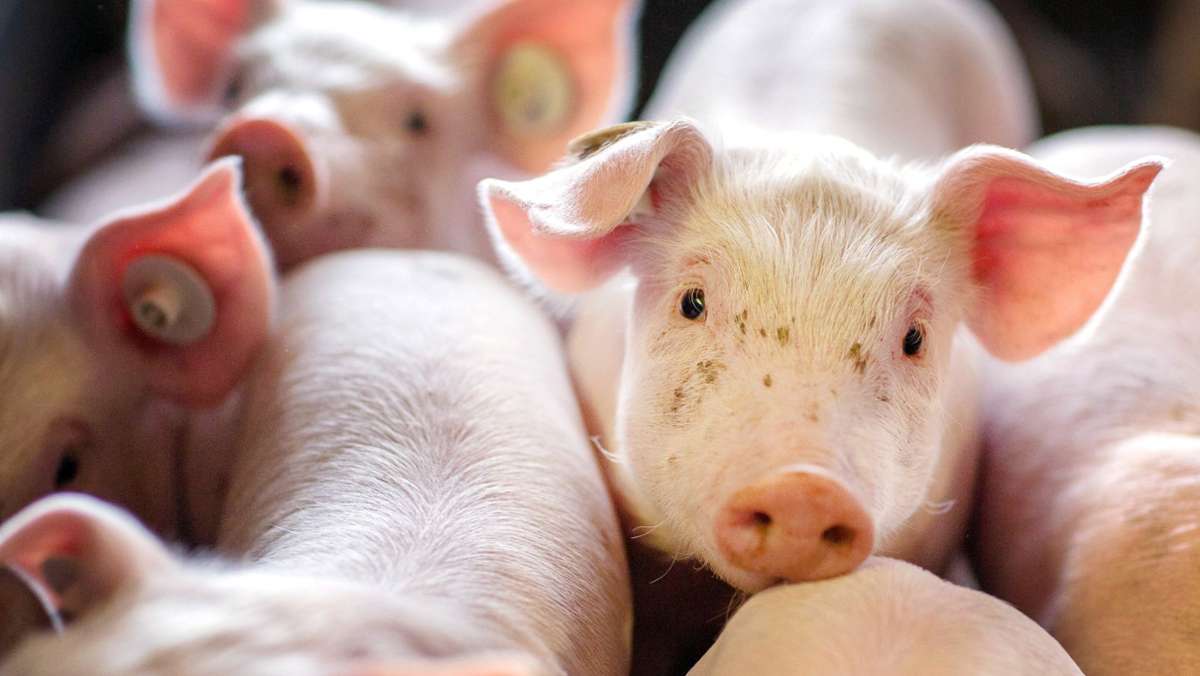 Göppinger Tierärzte warnen vor EU-Regeln: Wirbel um Verbot von Antibiotika