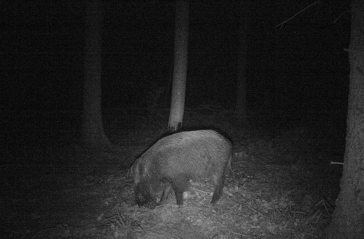 Ein Wildschwein auf der nächtlichen Suche nach Futter.