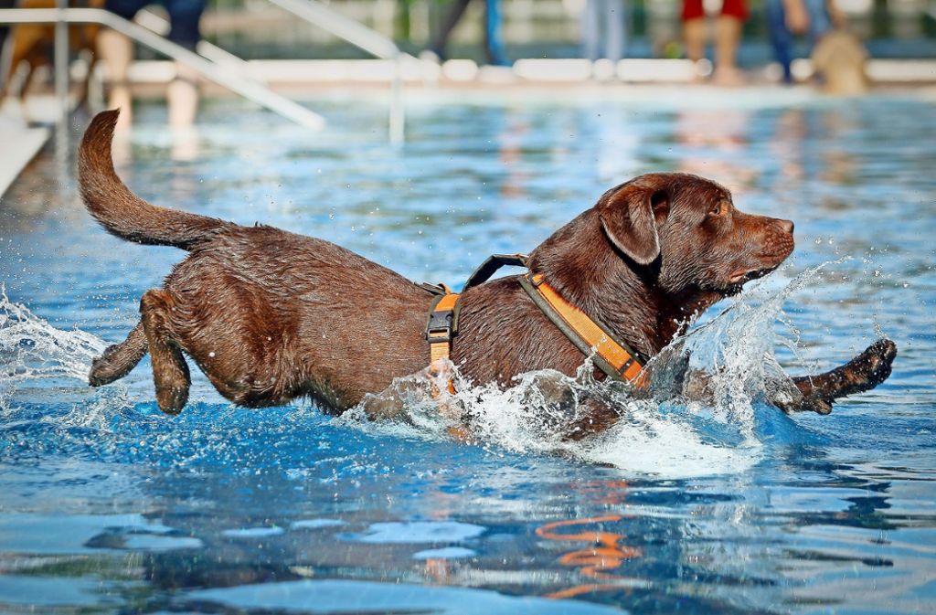 Viele Hunde planschen gern im Freibadwasser.