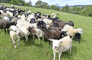 Schafe beweiden städtische Grünflächen – Füttern verboten