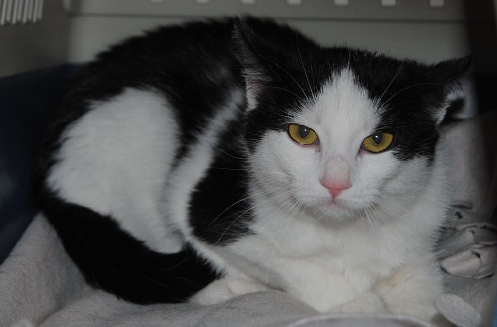 VERMITTELT – Katze Suki lebt seit Januar diesen Jahres im Böblinger Tierheim. Die schwarz-weiße Katzendame ist noch schüchtern und braucht etwas Zeit, um sich an ihre Menschen zu gewöhnen. Suki ist noch jung, gerade mal ein halbes Jahr alt, und legt Wert auf Freigang.