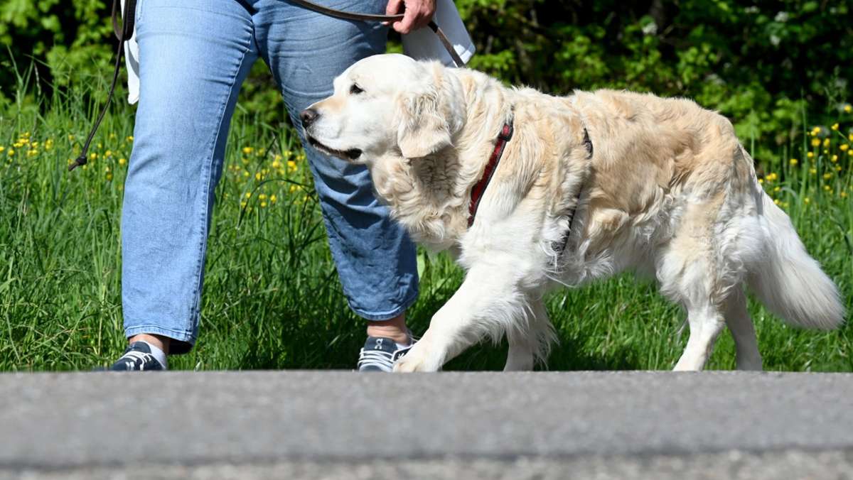 Hundeführerschein in Baden-Württemberg: Das sollten Hundehalter über die Regelung wissen