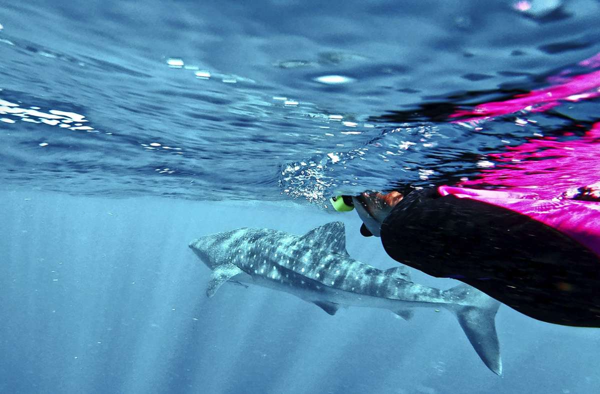 Auf Tuchfühlung mit Walhaien im offenen Meer in Australien