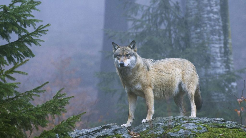 Region Stuttgart: Minister bestätigt: Wolf bei Korntal ist echt