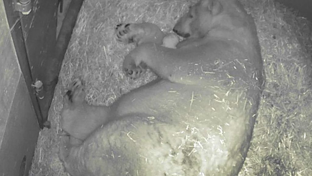 Eisbär-Drillinge: Ein Baby hat in Gelsenkirchen überlebt