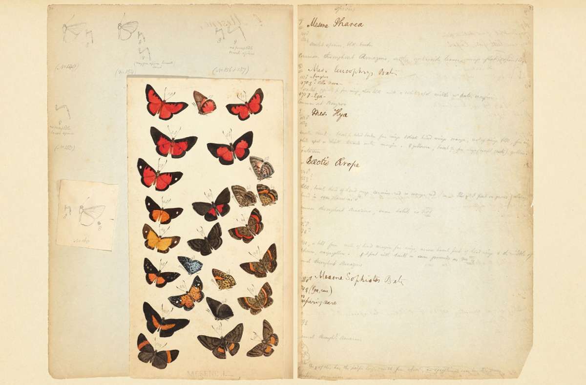 Handschriftliche Notizen und Zeichnungen, denn zu Zeiten von Henry Walter Bates’ Amazonasreisen gab es noch keine elektronischen Helfer.
