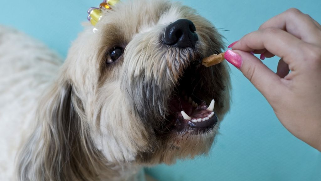 Tier-Erziehung: Frauchen vs. Leckerli – Was Hunde lieber haben