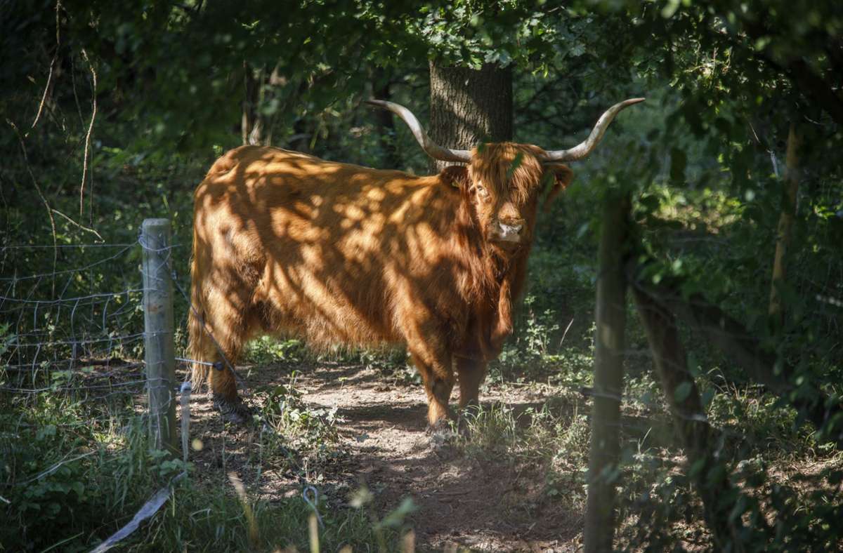Bereits seit knapp 20 Jahren leben in der Talaue schottische Hochlandrinder. Sie dienen als umweltfreundlicher und kostengünstiger Rasenmäher.