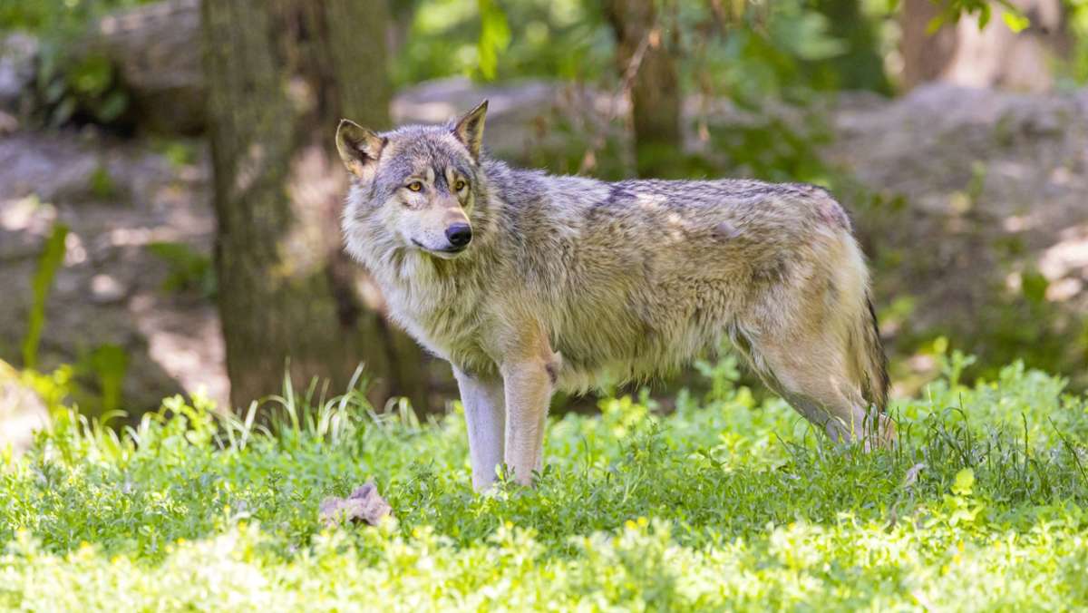  Vor einigen Wochen wird ein getötetes Kalb bei Titisee-Neustadt entdeckt. Das Umweltministerium geht davon aus, dass das Tier von einem Wolf gerissen wurde. 