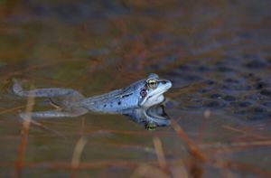 Mehr als die Hälfte der Amphibien- und Reptilienarten gefährdet