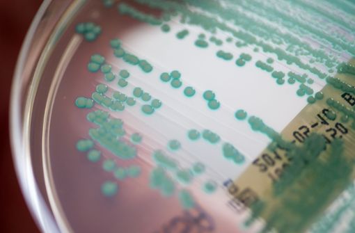 Eine Petrischale mit MRSA-Keimen (Methicillin-resistenten Staphylococcus aureus), aufgenommen im Universitätsklinikum Regensburg. Foto: /Armin Weigel
