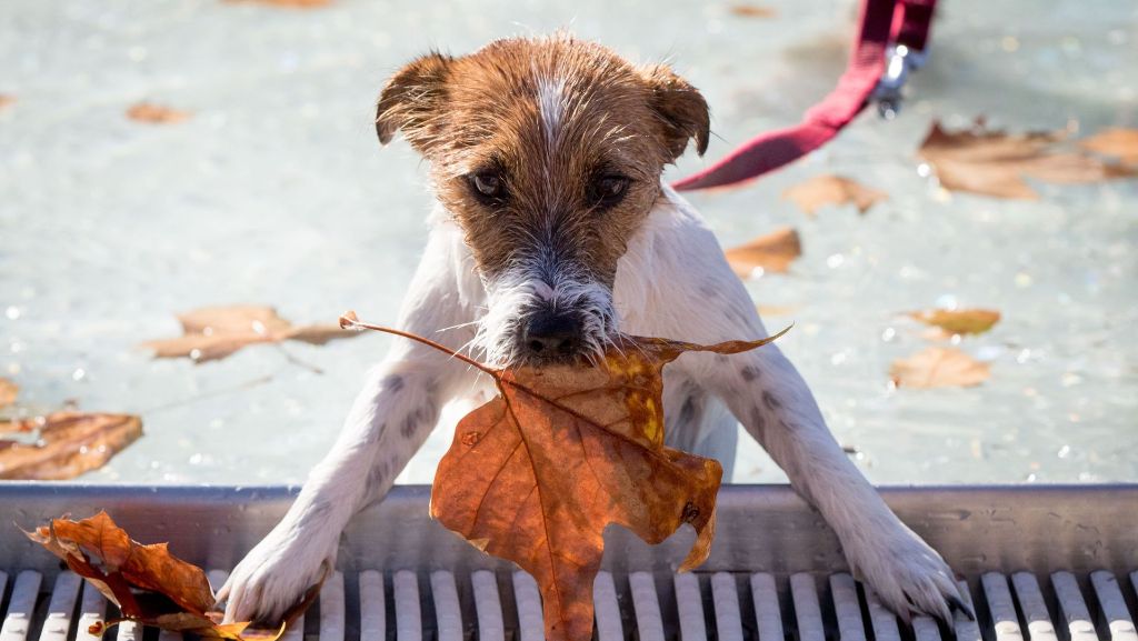Böblingen: Hunde sind im Freibad erwünscht