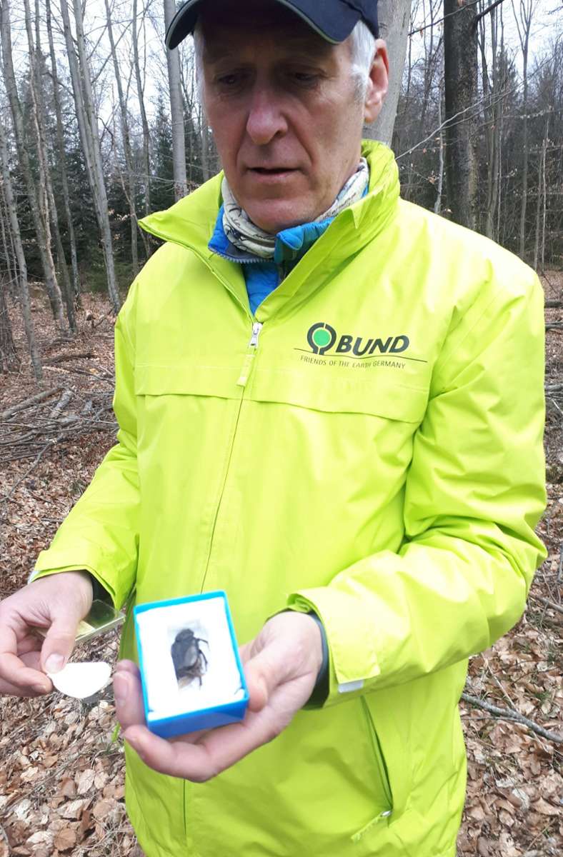 Gerhard Pfeifer, Geschäftsführer des Regionalverbands Stuttgart vom Bund für Umwelt und Naturschutz, zeigt einen Juchtenkäfer, der lange ein Symboltier der Stuttgart-21-Gegner war.