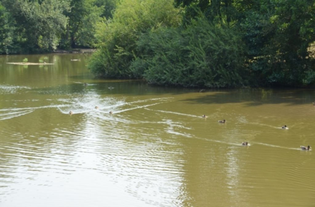 Außer Karpfen leben im Lindenbachsee auch kleinere Fische, Algen, Graureiher und Enten.