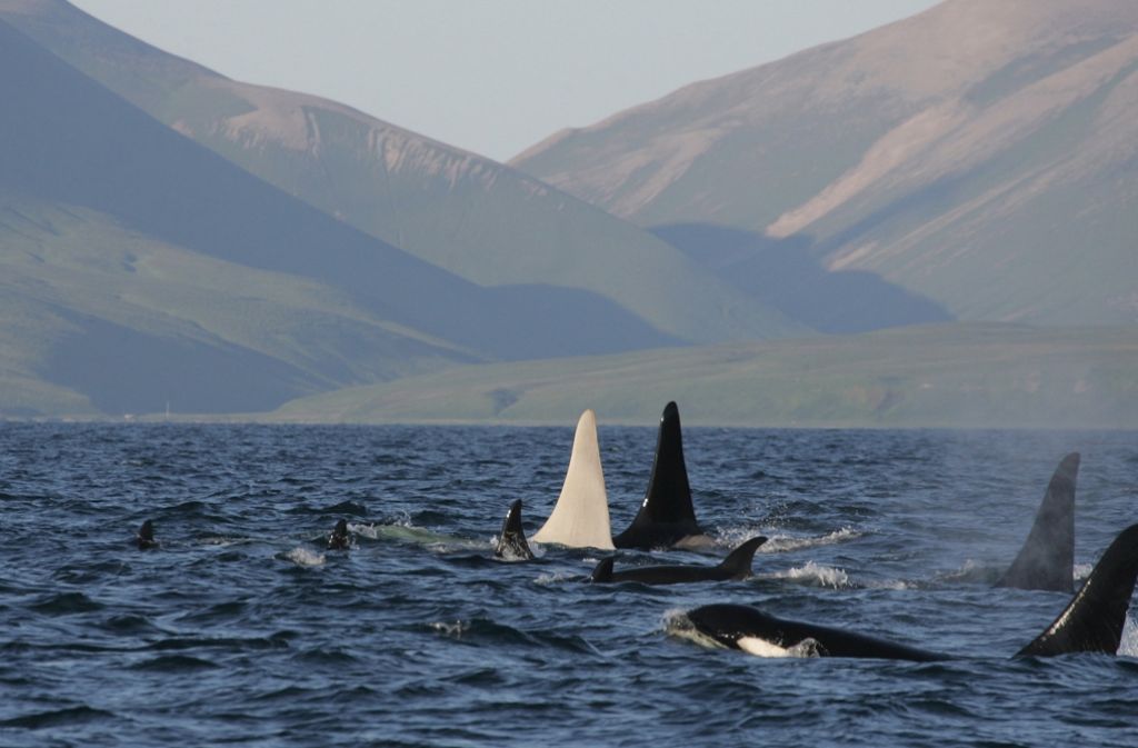 Das undatierte Handout-Foto zeigt einen weißen, «Iceberg» getauften Schwertwal (Orcinus orca) in einer Herde weiterer Orcas in russischen Gewässern.