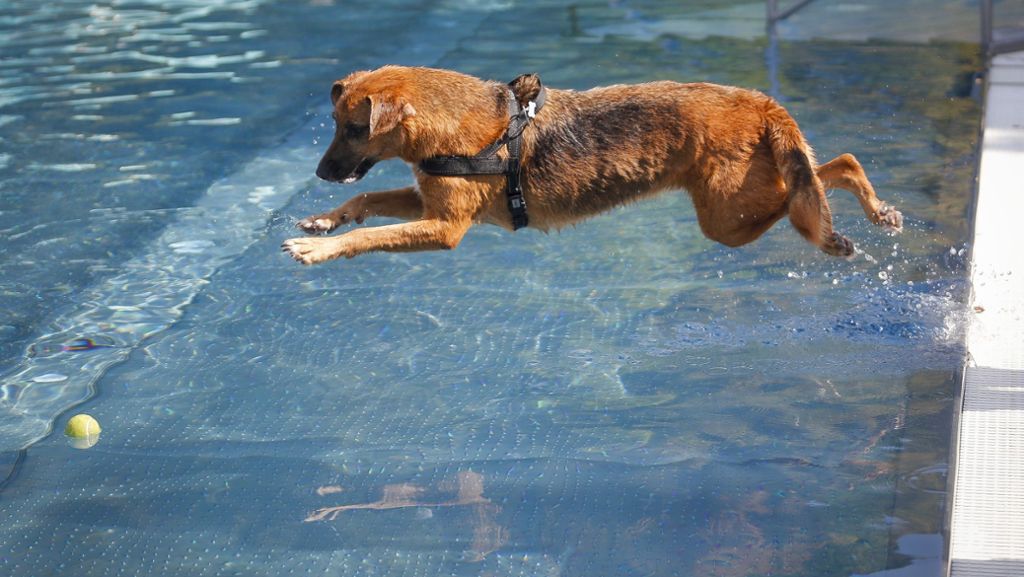 Badetag in Böblingen für Hunde: Ein tierisches Vergnügen