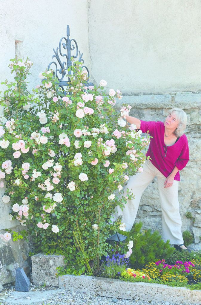 Rosensammlerin Marita Protte hatte so viele Rosen gesammelt, dass ihr Garten zu klein wurde. Als die Stadt Trostberg den Garten am Schloss Schedling in einen Park umwandeln wollte, bewarb sie sich mit ihren Rosen – und dufte dorthin umziehen.