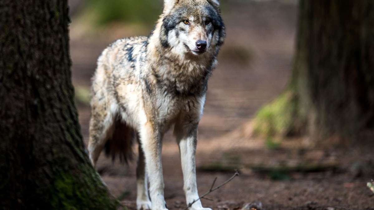  In Baden-Württemberg sind bislang zwei sesshafte Wölfe bekannt. Laut Experten könnte nun ein dritter dazukommen. Im Odenwald wäre es der erste dauerhaft ansässige Wolf seit 155 Jahren. 