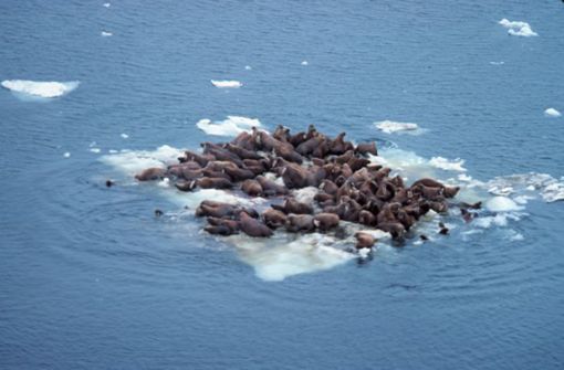 Walrösser auf einer schmelzenden Eisscholle in der Beringsee. Foto: Wikipedia commons/NOOA