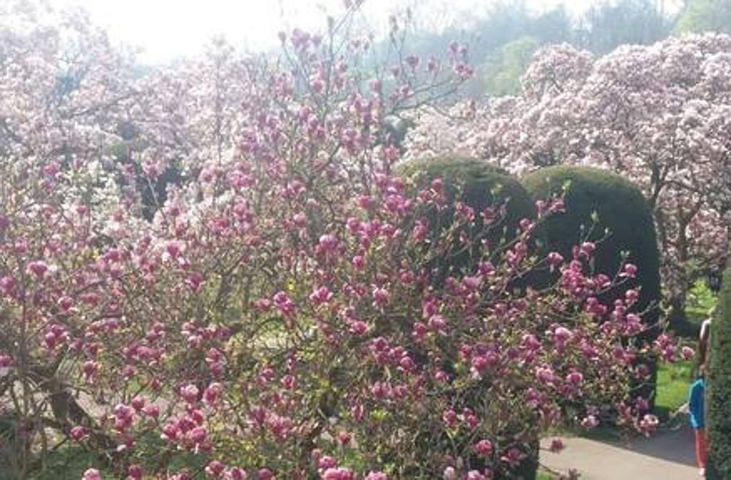 Das bunte Blühen der Magnolien in Stuttgart und Region macht Lust auf Frühling.