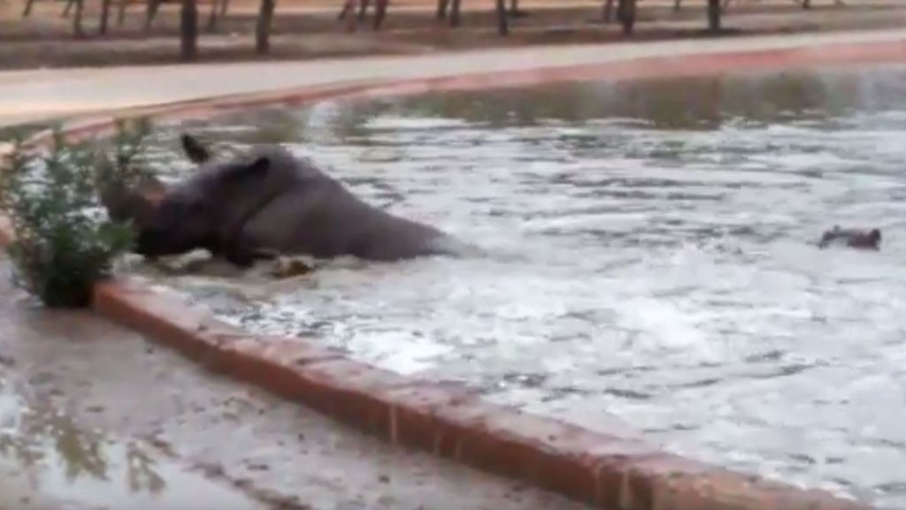  PetContent – Das war Rettung in letzter Sekunde: Ein Nashorn fällt in Tel Aviv in ein Wasserbecken. Verzweifelt versucht es, herauszuklettern – doch vergeblich. Dann wird ein Nilpferd zum Retter in der Not. 