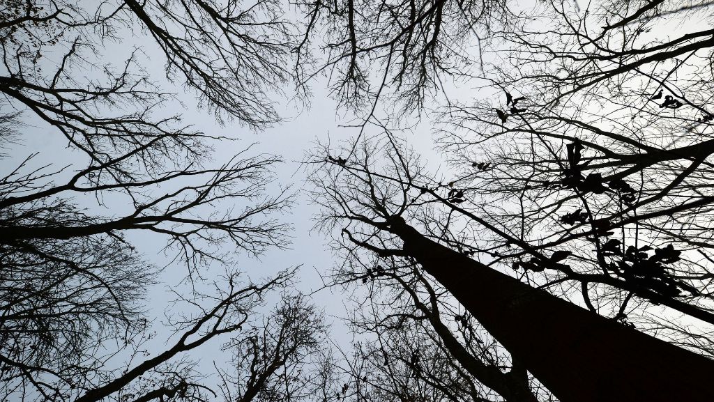 Waldsterben im Land: Nach der Ulme verschwindet auch die  Esche