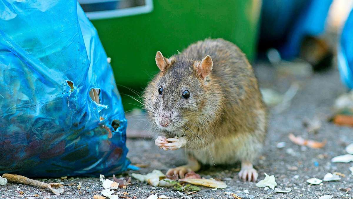 Was tun bei Rattenbiss?: Ratte greift Mann an  – nicht zum ersten Mal  in Stuttgart