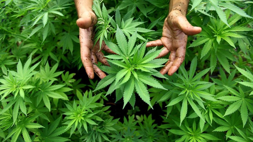 Gesundheit und Bürokratie: So soll medizinisches Cannabis beschafft werden