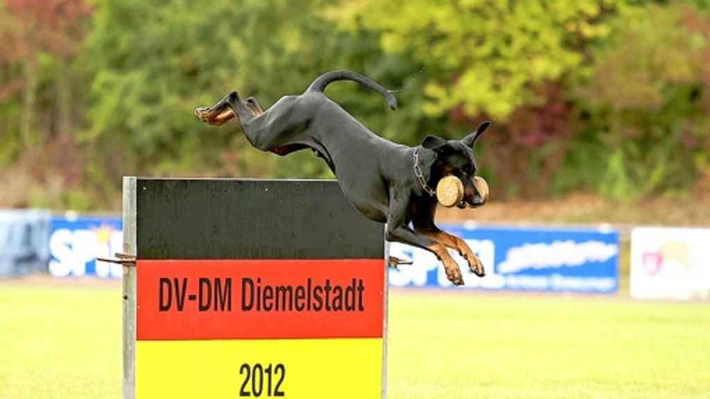 Hundesport in Stammheim: Der Weltmeister und  sein  gehorsamer Goldjunge