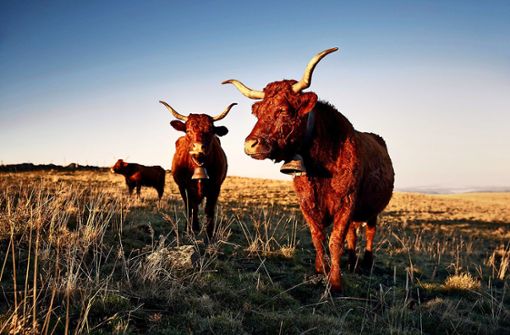 Sonne, Gras, Freiheit: Rinder-Alltag in der französischen Auvergne. Foto: teNeues