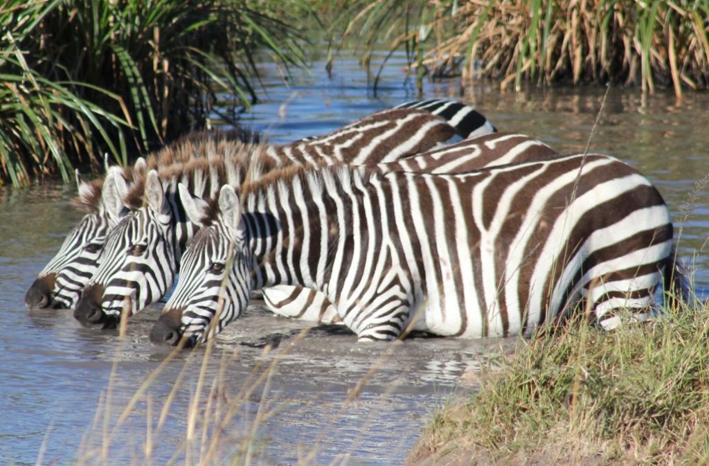 Unser Leser Hubert Uhl hat Zebras einträchtig beim Trinken eingefangen.