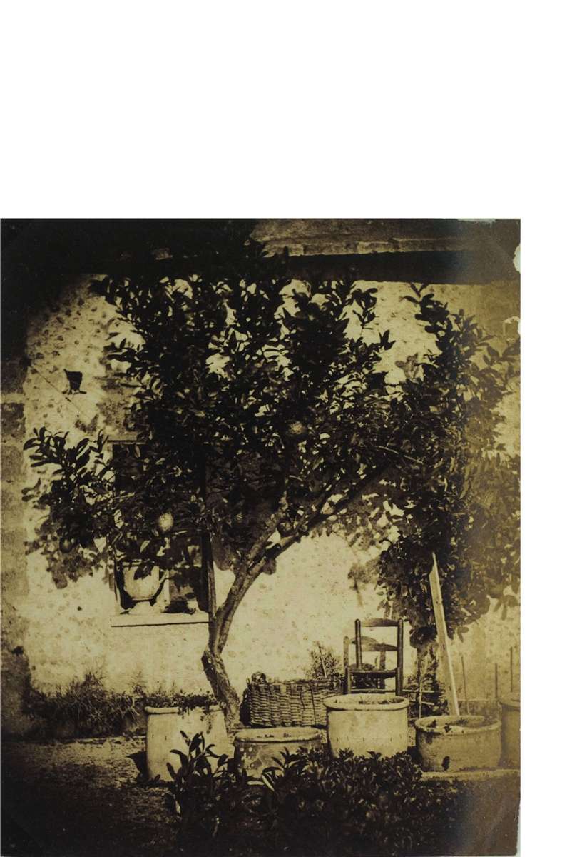 Frühe Fotos von der französischen Riviera von Charles Negre: „Lemon Tree, Grasse, France 1852“.