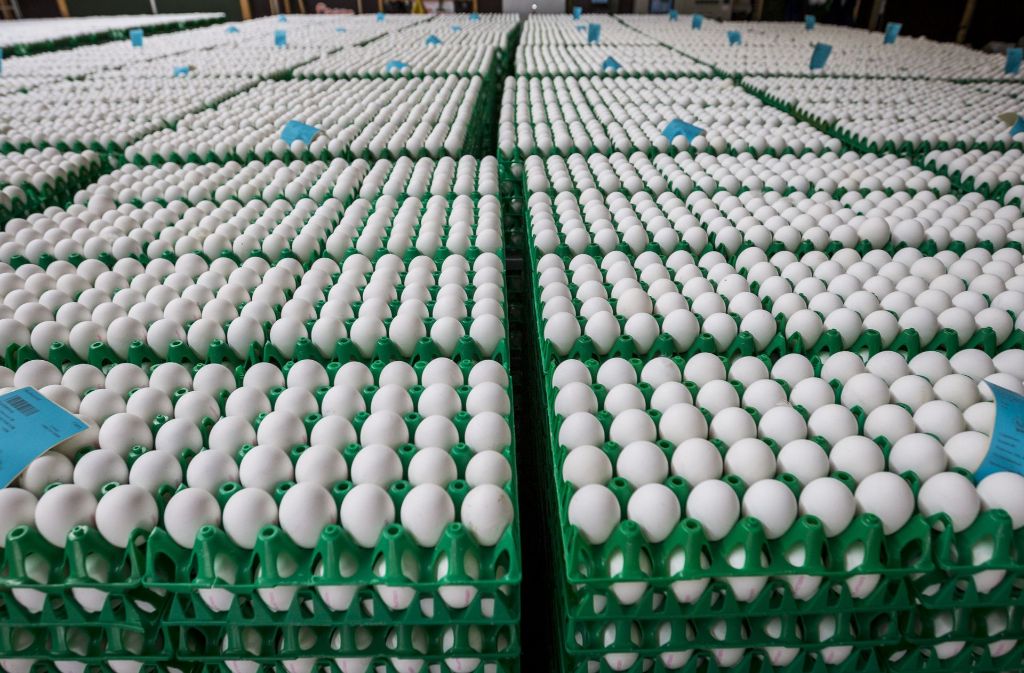 Millionen von Eiern müssen jetzt vernichtet werden. Foto: dpa