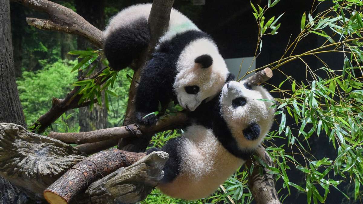  Bereits im Juni haben die Panda-Zwillinge Xiao Xiao und Lei Lei das Licht der Welt erblickt. Nun wurden sie im Zoo in Tokio erstmals der Öffentlichkeit präsentiert. 