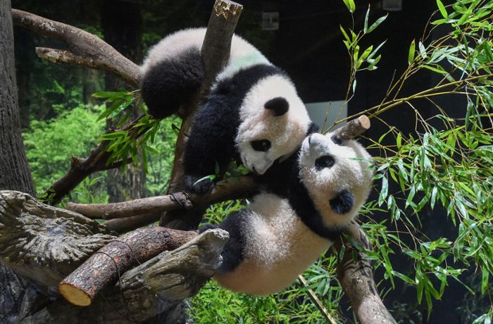 Japans ältester Zoo zeigt erstmals seltene Panda-Zwillinge