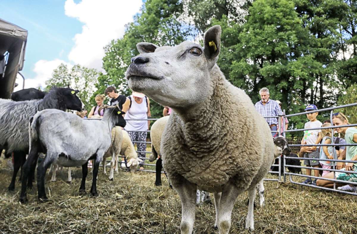 Um Schafe und ihre Rolle dreht sich alles beim Schafwollfestival in Gronau.