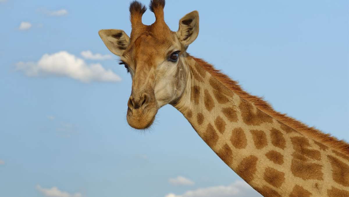 Kurioser Fund in Afrika: Forscher entdecken zwei kleinwüchsige Giraffen