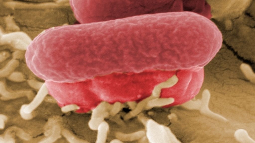 Mikrobiologie: Bakterien im Darm brauchen Ballaststoffe